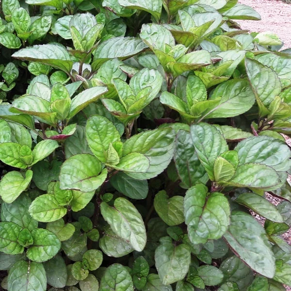 Мята перечная Orange Fresh Мята перечная Orange Fresh