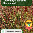 Просо прутьевидное Shenandoah Просо прутьевидное Shenandoah