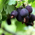 Крыжовник Черносливовый