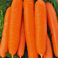 Морковь Ярославна
