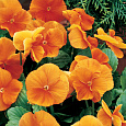 Фиалка рогатая Флорал Пауэр Оранж Фиалка рогатая Флорал Пауэр Оранж