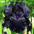 Ирис германский Black Knight