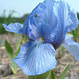 Ирис карликовый Blue