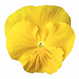 Виола крупноцветковая Инспайер Делюкс Еллоу Виола крупноцветковая Инспайер Делюкс Еллоу