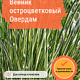 Вейник остроцветковый Овердам Вейник остроцветковый Овердам