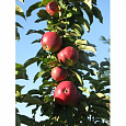 Яблоня колоновидная Пьедестал