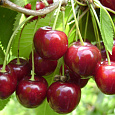 Вишня обыкновенная Харитоновская