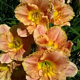 Лилейник гибридный Longfields Marmalade Лилейник гибридный Longfields Marmalade