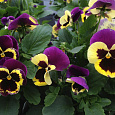 Виола крупноцветковая Селло Еллоу виз Парпл Винг Виола крупноцветковая Селло Еллоу виз Парпл Винг