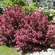 Вейгела цветущая Alexandra/ Wine and Roses