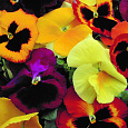 Виола крупноцветковая Дельта Микс Виола крупноцветковая Дельта Микс
