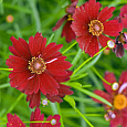Кореопсис ланцетовидный Twinkle Red Кореопсис ланцетовидный Twinkle Red