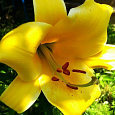 Лилия трубчатая Йеллоу Планет Лилия трубчатая Йеллоу Планет