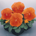 Виола крупноцветковая Матрикс Дип Оранж Виола крупноцветковая Матрикс Дип Оранж