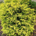 Кипарисовик горохоплодный Gold Spangle Кипарисовик горохоплодный Gold Spangle