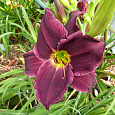 Лилейник гибридный Грэйп Велвет Лилейник гибридный Грэйп Велвет