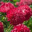Астра низкорослая Красный ковер