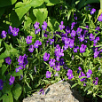 Фиалка рогатая Совершенство фиолетово-голубая Фиалка рогатая Совершенство фиолетово-голубая
