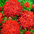 Астра пионовидная Дюшес красная Астра пионовидная Дюшес красная