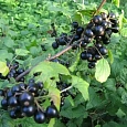 Смородина черная Ленинградский великан