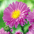 Астра Альпийская Pinkie Астра Альпийская Pinkie