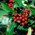 Арония (Черноплодная рябина) древовидная Brilliant