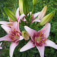 Лилия азиатская Танго Дот Ком