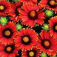 Гайлардия гибридная Arizona Red