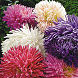 Астра июльская Смесь окрасок Астра июльская Смесь окрасок