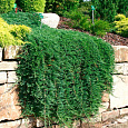 Можжевельник горизонтальный Wiltonii