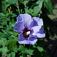 Гибискус сирийский Озиау Блу