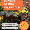 Бузульник зубчатый Миднайт Лэди