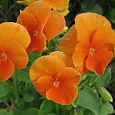 Фиалка рогатая Флорал Пауэр Оранж Фиалка рогатая Флорал Пауэр Оранж