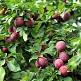 Слива русская (Алыча) Клеопатра