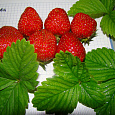 Земляника (Клубника) садовая Alfa