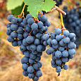 Виноград культурный Агат Донской