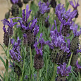 Лаванда широколистная Винтер Лэйс Лаванда широколистная Винтер Лэйс