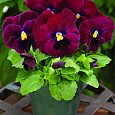 Виола крупноцветковая Маммот Роки Роуз Виола крупноцветковая Маммот Роки Роуз