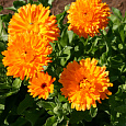 Календула пацифик Абрикосовая красавица Календула пацифик Абрикосовая красавица