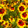 Кореопсис красильный	Шарман Кореопсис красильный	Шарман