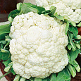 Капуста цветная Белкорт  Капуста цветная Белкорт