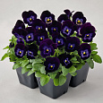Виола крупноцветковая Матрикс Деним Виола крупноцветковая Матрикс Деним
