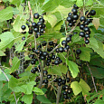 Смородина черная Валовая Смородина черная Валовая