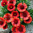 Гайлардия гибридная Arizona Red