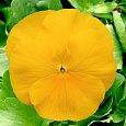 Виола крупноцветковая Экстрада Еллоу Виола крупноцветковая Экстрада Еллоу