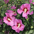 Гибискус сирийский Russian Violet Floru