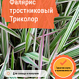 Фалярис тростниковый Триколор Фалярис тростниковый Триколор
