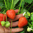 Земляника садовая Кристина Земляника садовая Кристина