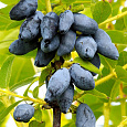 Жимолость съедобная Икса