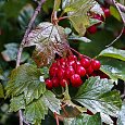 Калина съедобная